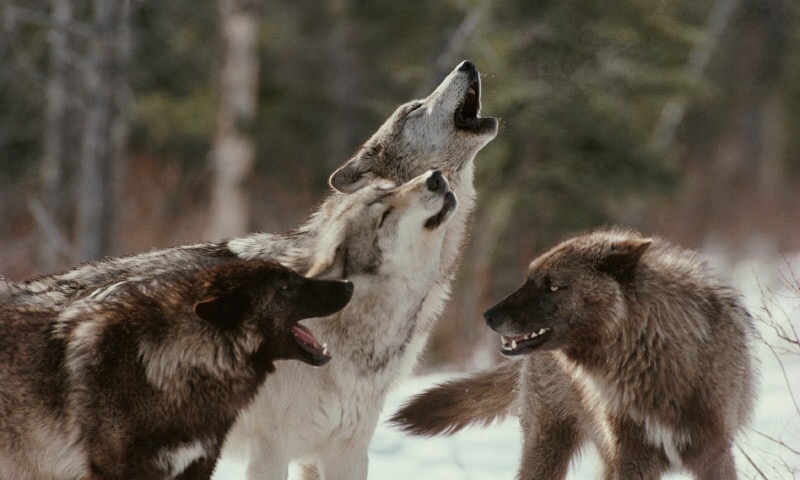 Cuidado con los lobos rapaces – Paz de Dios
